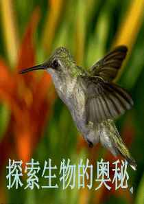 探索生物的奥秘