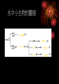 水中小生物的观察
