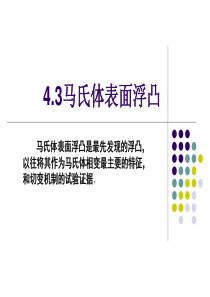 43马氏体表面浮凸ppt