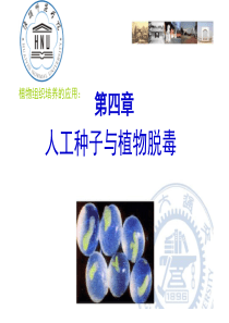 4人工种子与植物脱毒.