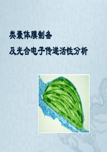 4光合作用