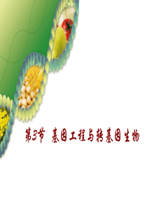 63基因工程与转基因生物