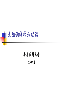 大脑的结构和功能