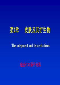 皮肤及其衍生物