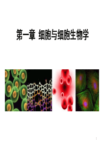 第1章 细胞与细胞生物学