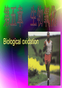第五章生物氧化