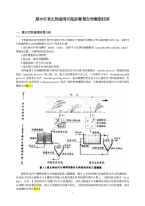 诊断微生物观察技术