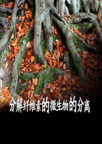 长郡中学 上课用课件 分解纤维素的微生物的分离