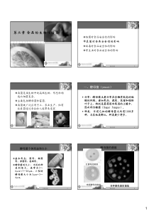 食品的生物性污染-霉菌