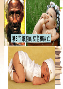 高中生物 细胞的生命历程之细胞的衰老和凋亡课件 新人教版必修1