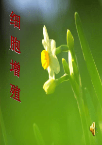 高中生物必修一 61细胞增殖