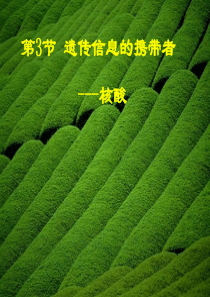 高中生物：23《遗传信息的携带者-核酸》课件(1)(新人教版必修1)