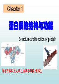 1蛋白质的结构与功能.