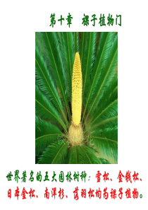 11药用植物学-第十章裸子植物