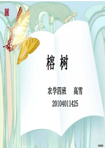 榕  树