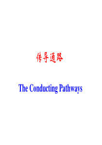 11-5神经系统传导通路