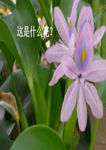 在亚马孙河流域