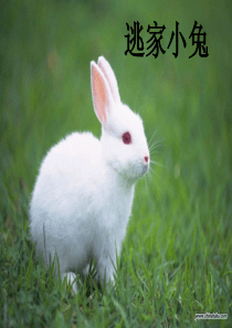 逃家小兔_绘本_公开课 2