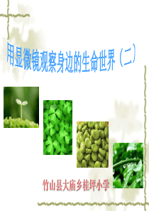 28用显微镜观察身边的生命世界(二)
