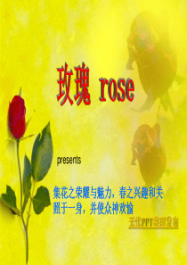玫瑰与月季的区别