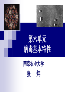 6-7病毒学 - 副本