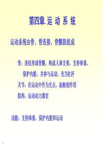 1系统解剖学绪论及第一章骨学