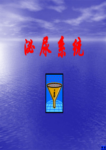 南医大系统解剖学06泌尿系统