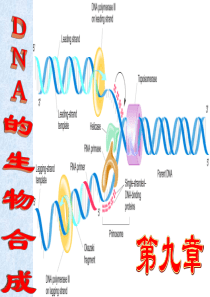 第九章 DNA的生物合成