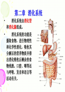 消化系统PPT