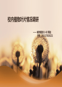 校内植物叶片调研