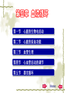 15第四章 血液循环