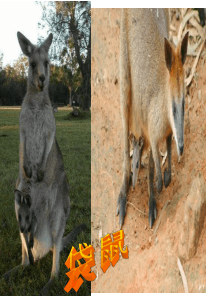 第八章第四节澳大利亚上课用