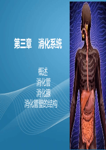 第三章消化系统