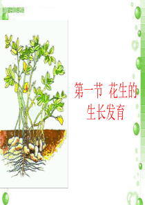 第六章第一节花生的生长发育案例