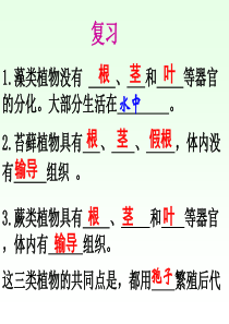 56种子植物