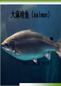 大麻哈鱼