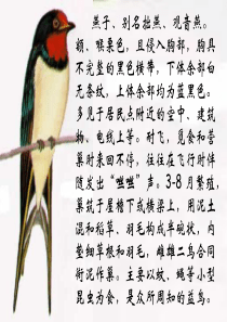6燕子专列__超级整理完整版