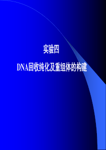实验四DNA回收纯化及重组体的构建