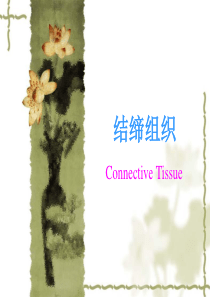 3结缔组织