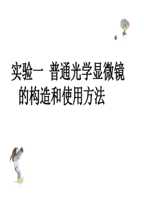 实验 普通光学显微镜的构造和使用方法、生物绘图、植物细胞基本结构的观察