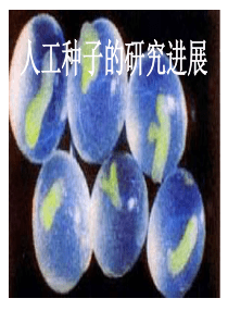 人工种子演示文稿