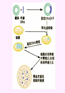 1.4蛋白质工程的崛起