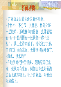 10-deuterostomes触手冠、棘皮、半索、原索...