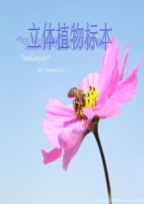 立体植物标本PPT