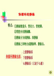 52静脉