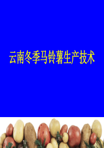 冬季马铃薯栽培技术