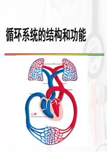循环系统的结构和功能