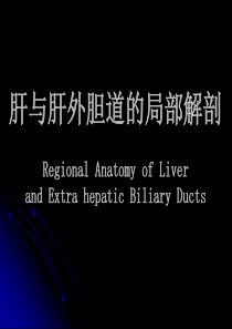 肝与肝外胆道的局部解剖8