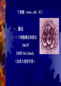 干细胞