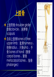 03上下肢骨及其连接